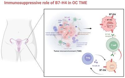 The role of B7-H4 in ovarian cancer immunotherapy: current status, challenges, and perspectives